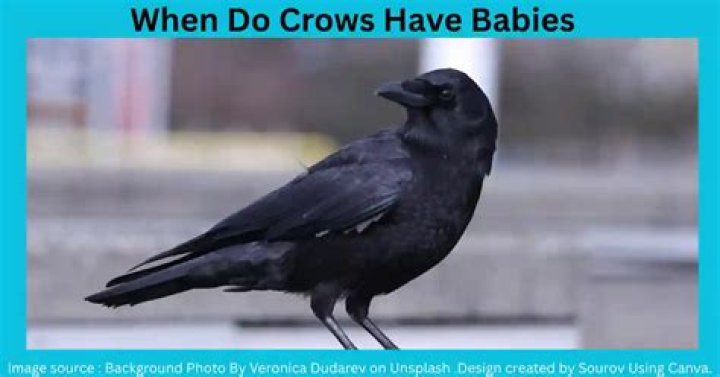 How many babies do crows have?