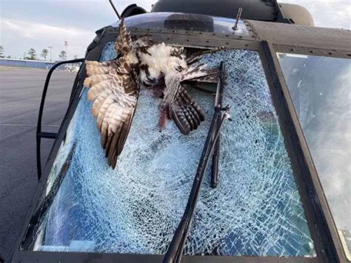 How many birds killed by planes?