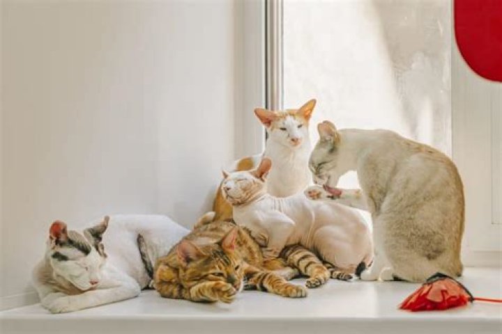 How many cats is too many in a house?