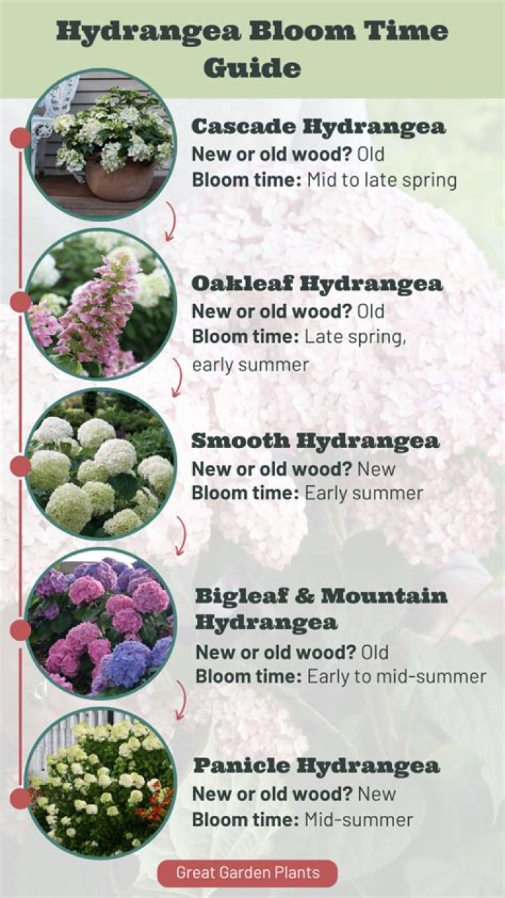 How many days do hydrangeas last?