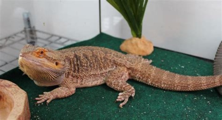 How many hours of sunlight does a bearded dragon need?