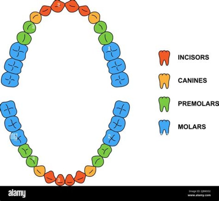 How many secondary teeth are there?