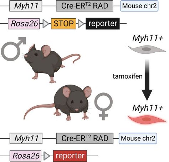 How many Tranqs does it take to knock out a 150 giga?