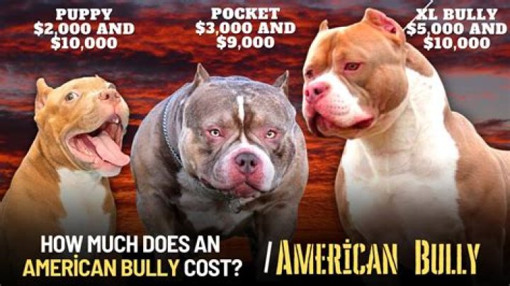 How much does a Bully Dog cost?