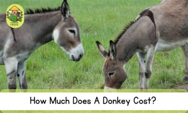 How much does a donkey cost?