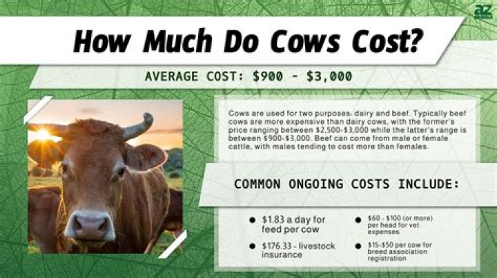 How much does it cost to keep ducks?