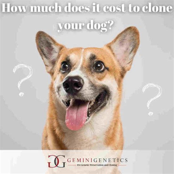 How much does it cost to treat distemper?
