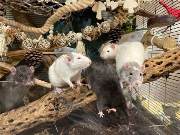 How much free roam Do rats need?