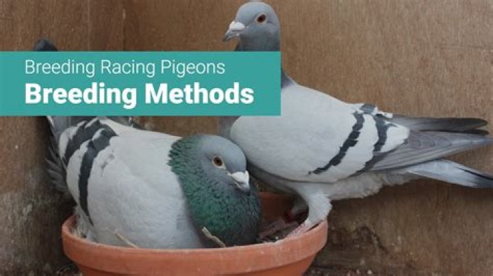 How much is a pair of pigeon?