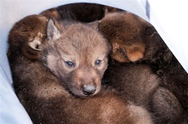 How much is a wolf pup?