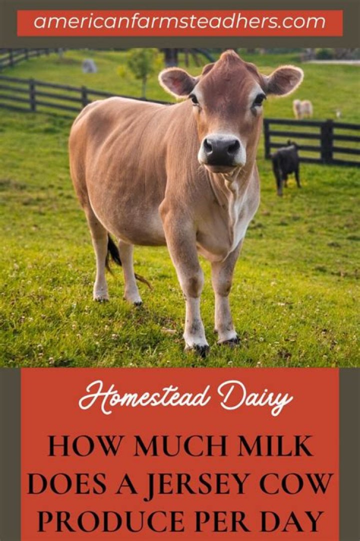 How much milk does a Jersey cow produce?