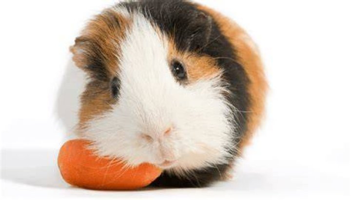 How often can guinea pigs eat carrots?