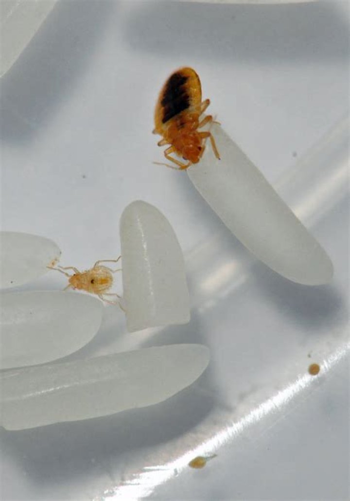 How often do bed bugs hatch?