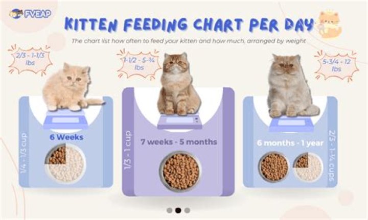 How often should I wipe my cat?
