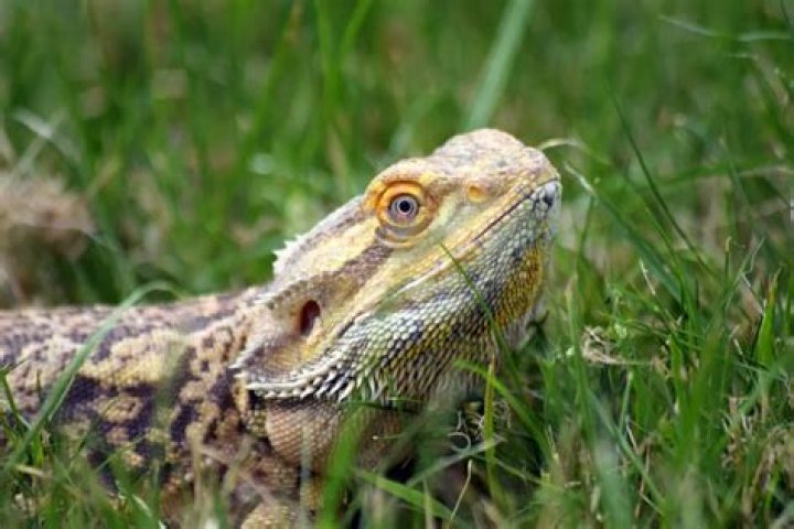 How often should you spray a bearded dragon?