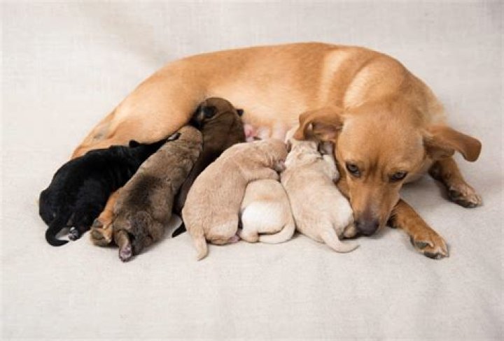 How old are puppies when they get their ears cropped?