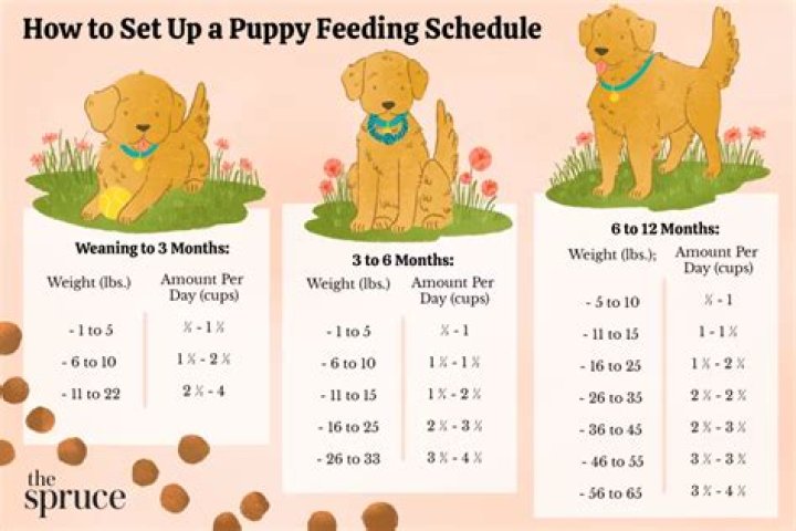 How old is a 4 month puppy in human years?
