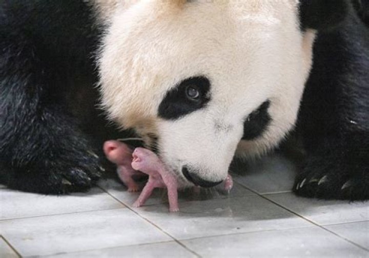 How old is the baby panda at the National Zoo?