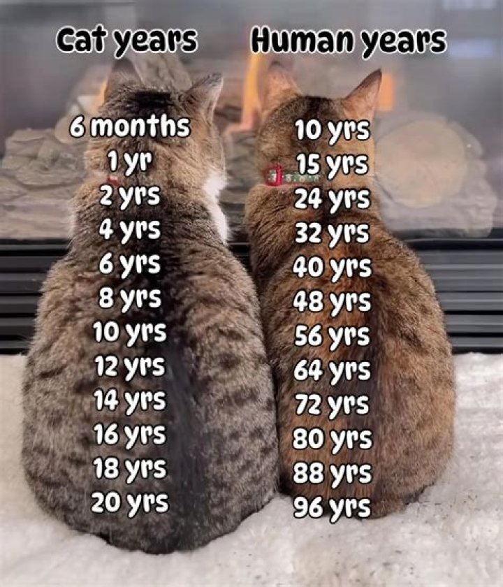 How old would Loki be in human years?