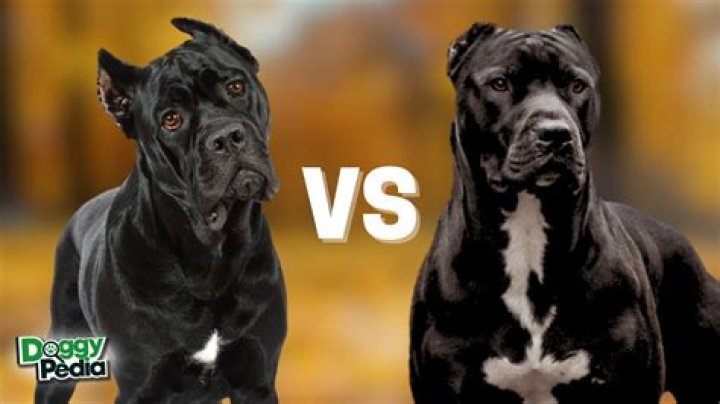 Is a Cane Corso stronger than a pitbull?