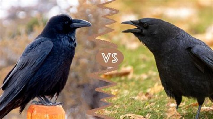 Is a cat smarter than a crow?