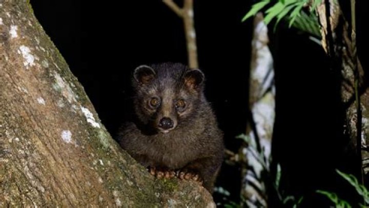 Is a civet cat a skunk?
