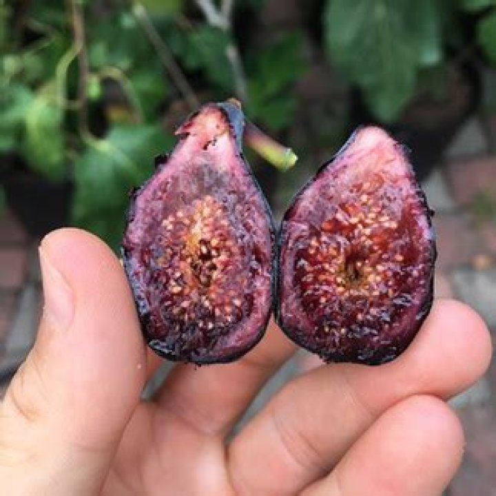 Is a fig a berry?