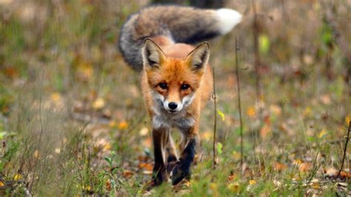 Is a fox a dog or a cat?
