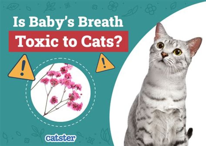 Is baby breath toxic to cats?