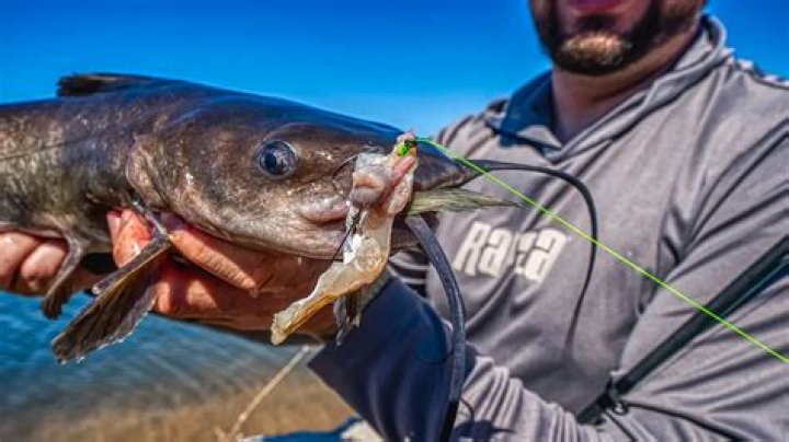 Is catfishing illegal in Texas?