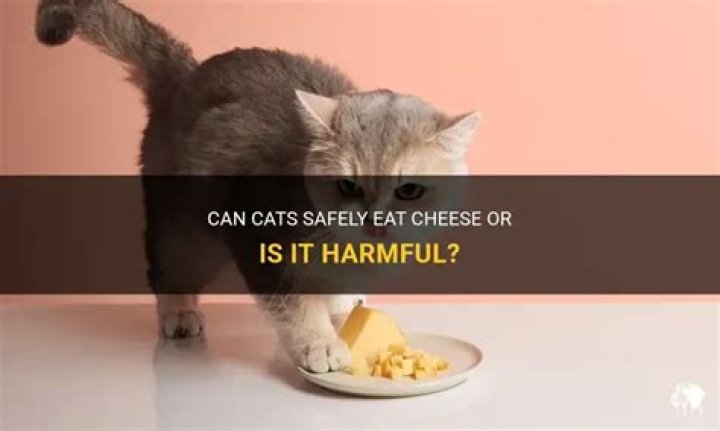 Is cheese harmful to cats?