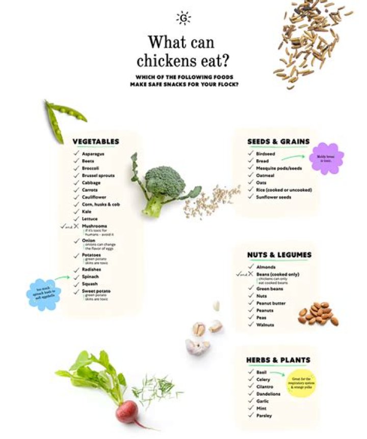 Is Chilli good for chickens?