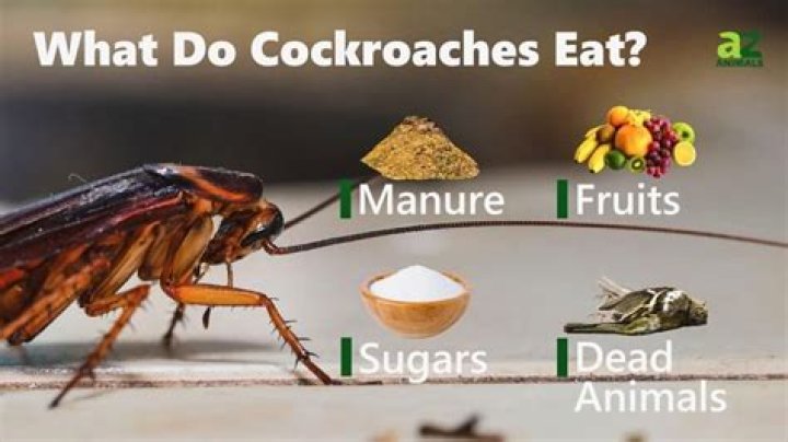 Is cockroach healthy to eat?
