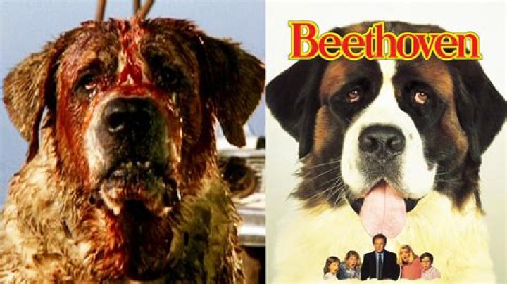 Is Cujo the same dog as Beethoven?