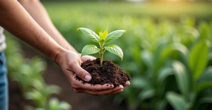 Is dog pee good fertilizer?