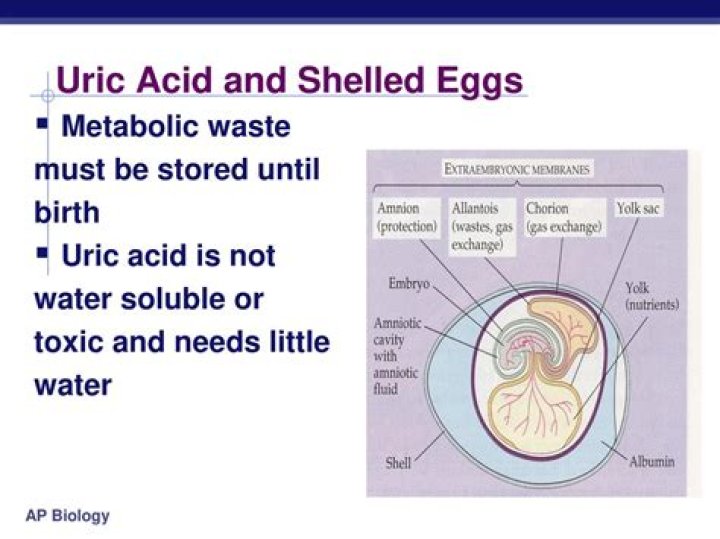 Is Egg good for uric acid?