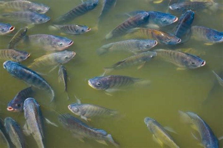 Is farm raised tilapia healthy?
