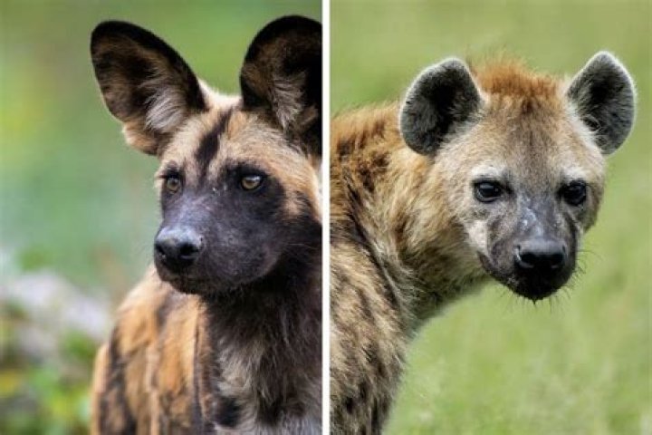 Is hyenas better than lions?