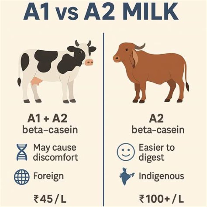 Is Indian cow milk A1 or A2?
