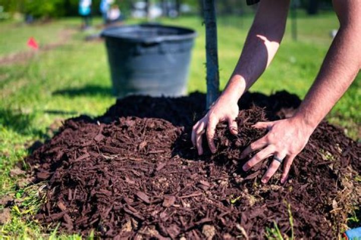 Is it better to mulch or cut grass?