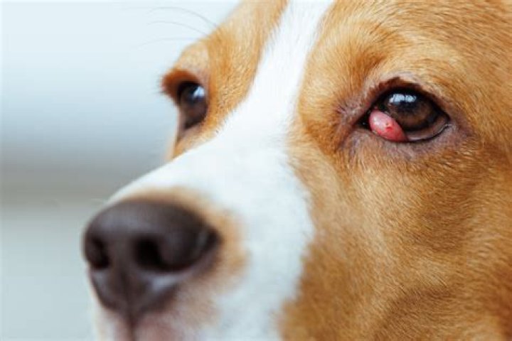Is it normal for dogs to hate the vet?
