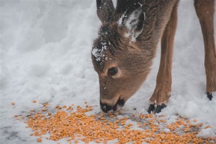 Is it OK to feed deer corn in the winter?