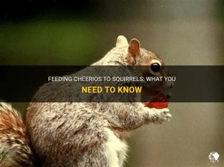 Is it OK to feed squirrels Cheerios?