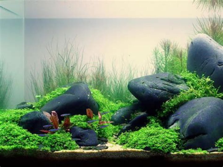 Is it OK to have no gravel in a fish tank?