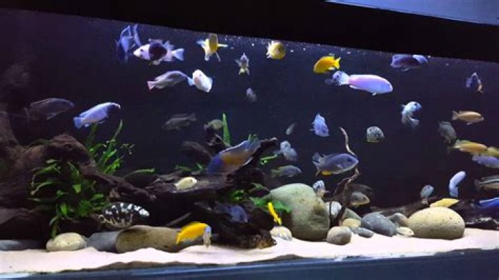 Is it OK to overstock a fish tank?