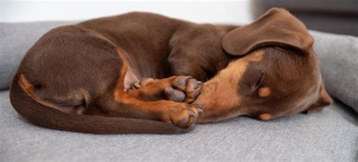 Is it OK to pet a sleeping dog?