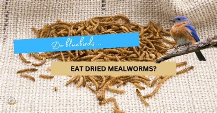 Is it safe to eat dried mealworms?