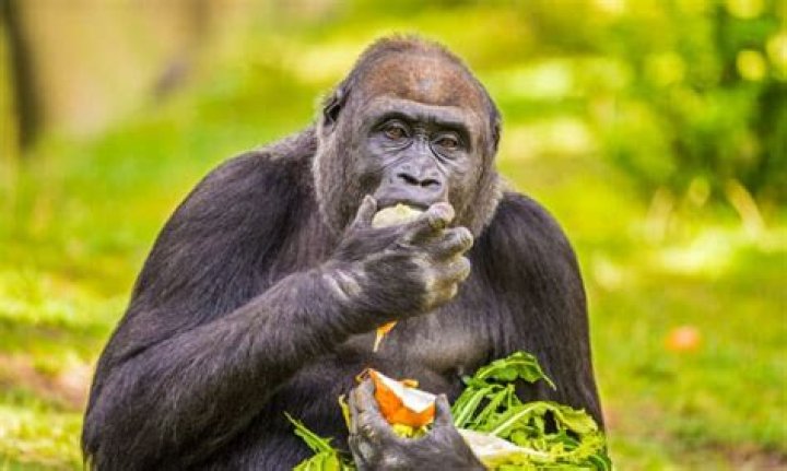 Is it wrong to eat live animals?