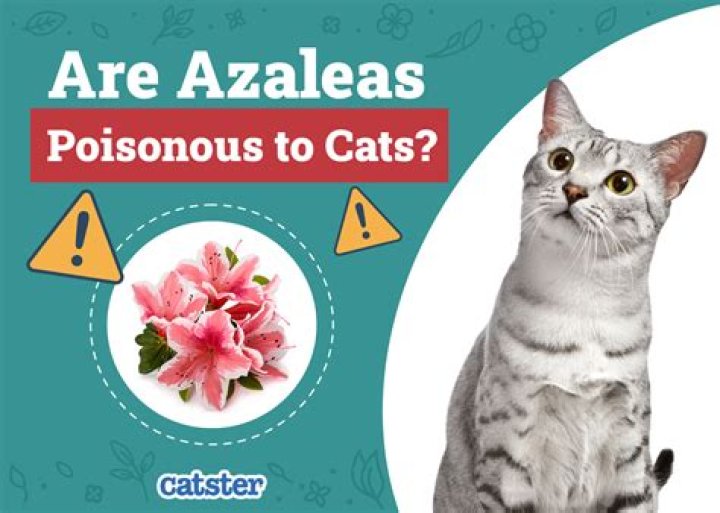 Is Jade toxic to cats?