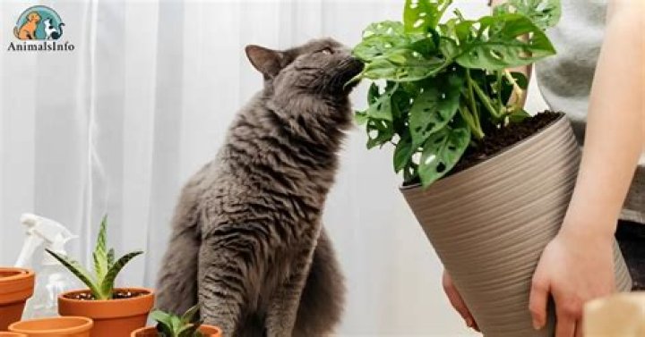Is monstera toxic to cats?